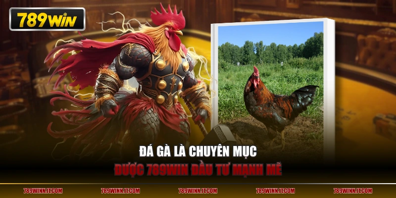 Đá Gà là chuyên mục được 789WIN đầu tư mạnh mẽ